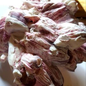 Purple Barnacle Cluster Shells Purple & white Terrarium Supplies -Aqua 8" x 8"